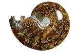 Polished Ammonite (Cleoniceras) Fossil - Madagascar #352368-1